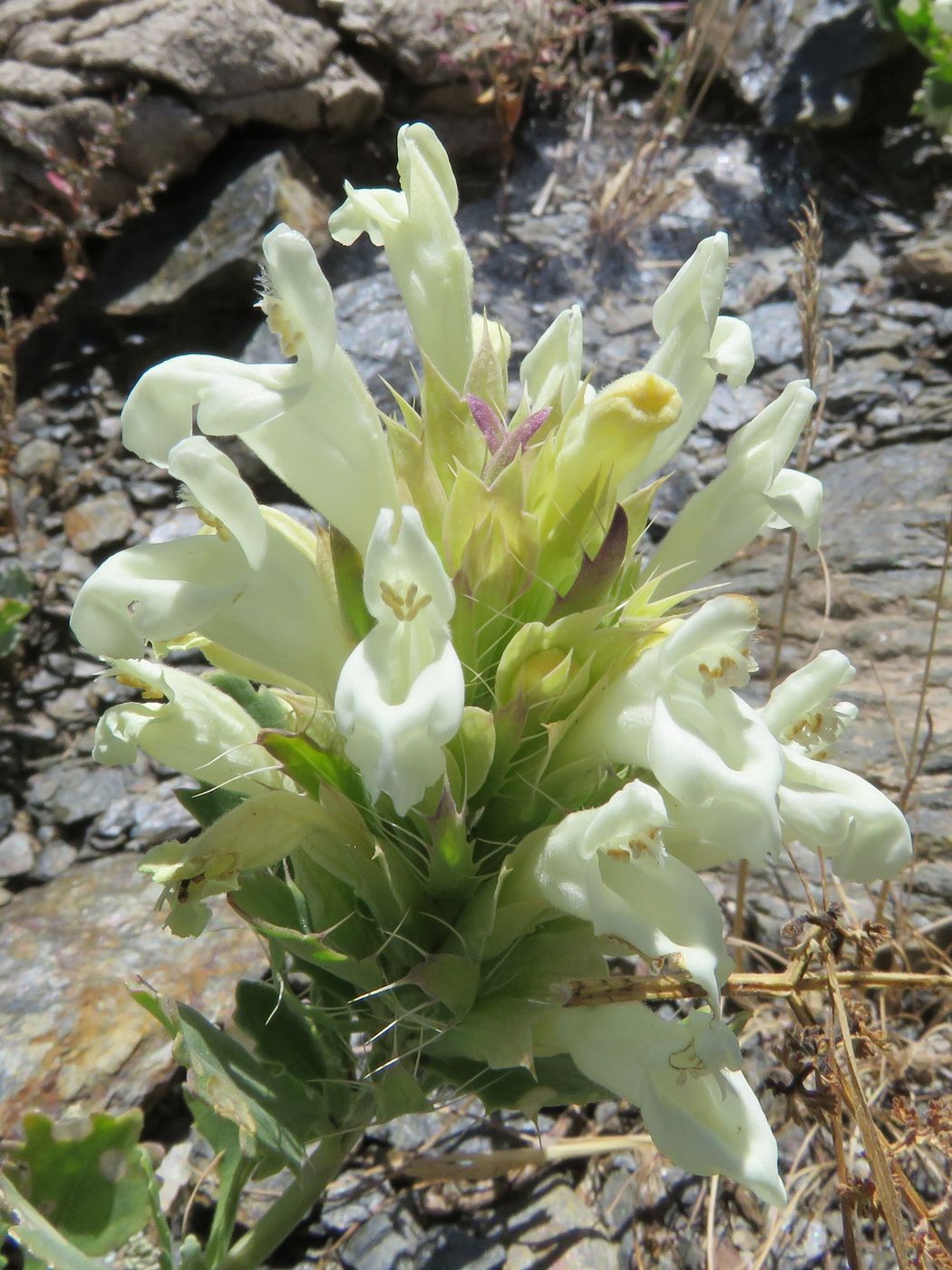 Image of Dracocephalum nuratavicum specimen.