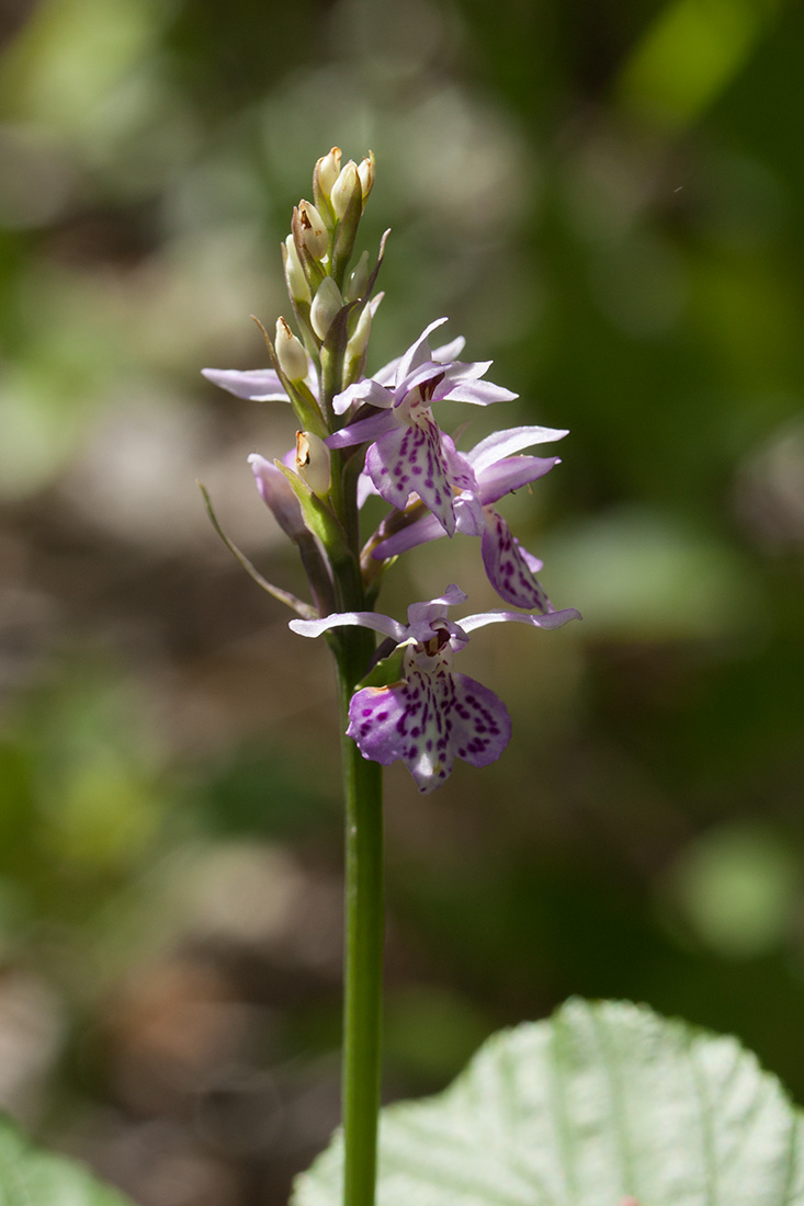 Image of Dactylorhiza fuchsii specimen.