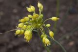 Allium variety minus