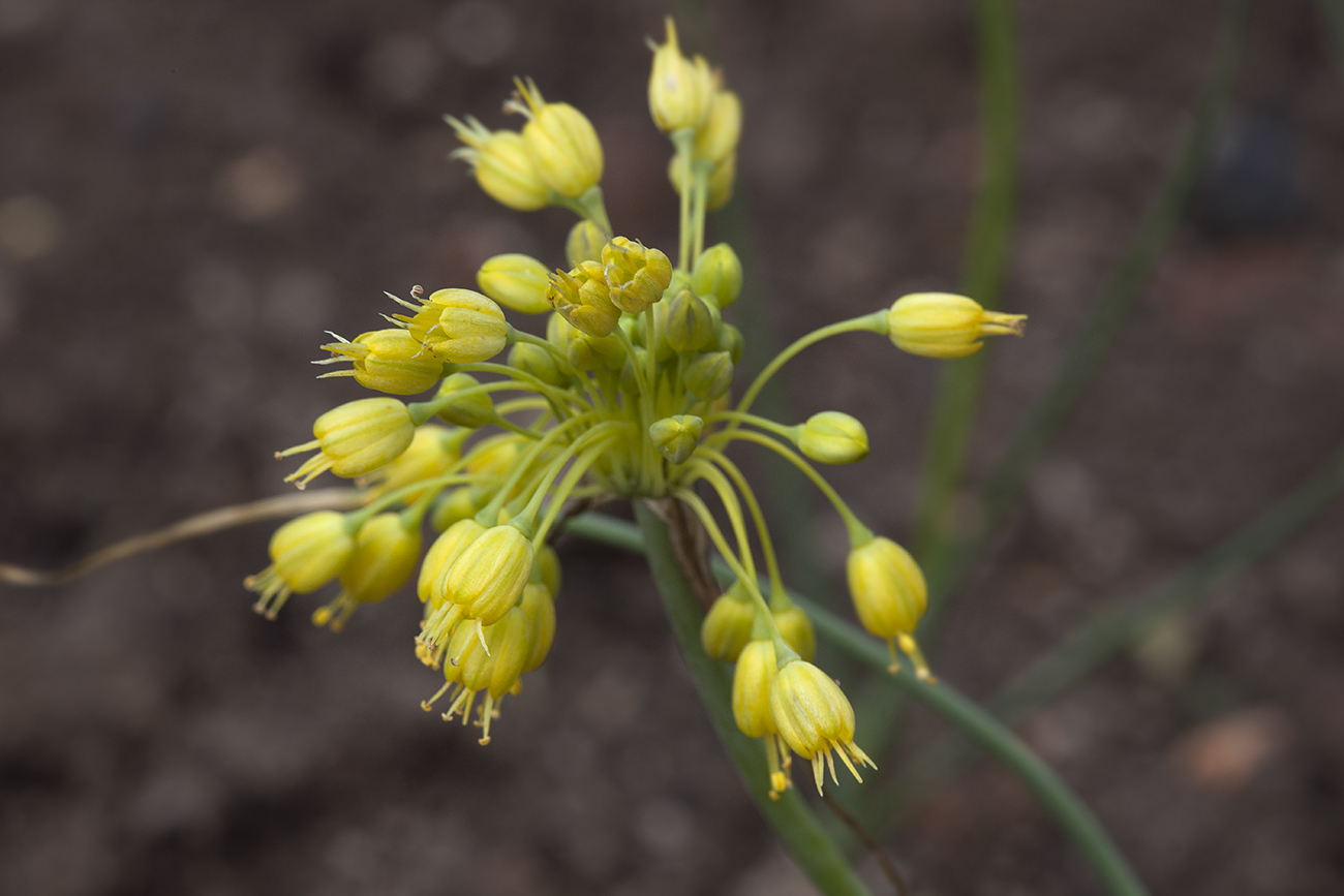 Image of Allium flavum var. minus specimen.