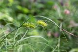 Carex vesicaria. Верхушка побега с соплодиями. Ленинградская обл., Выборгский р-н, р. Вуокса, о. Тёмный, сыроватый смешанный лес. 08.06.2019.