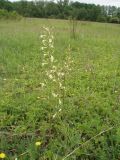 Silene steppicola
