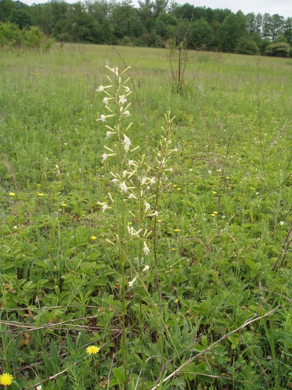 Изображение особи Silene steppicola.