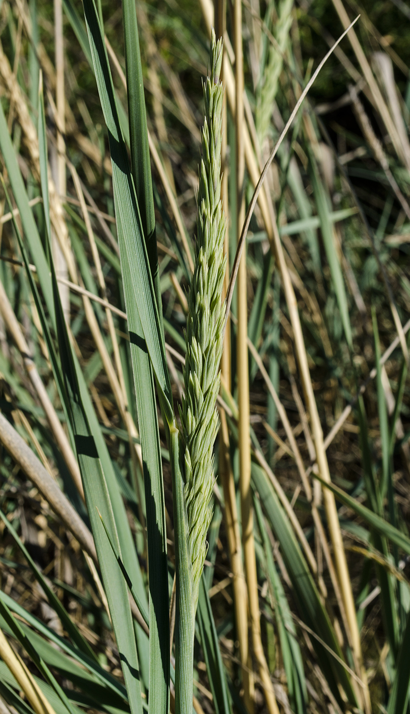 Image of genus Leymus specimen.