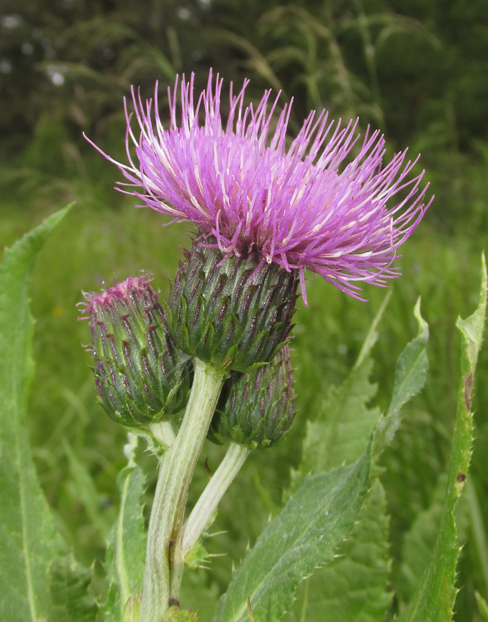 Изображение особи Cirsium helenioides.