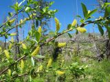 Salix rhamnifolia. Ветви с соцветиями. Казахстан, Центральный Алтай, окр. оз. Рахмановское, 1720 м н.у.м., у берега р. Арасан в р-не старой гари 2008 года. 27 июня 2019 г.