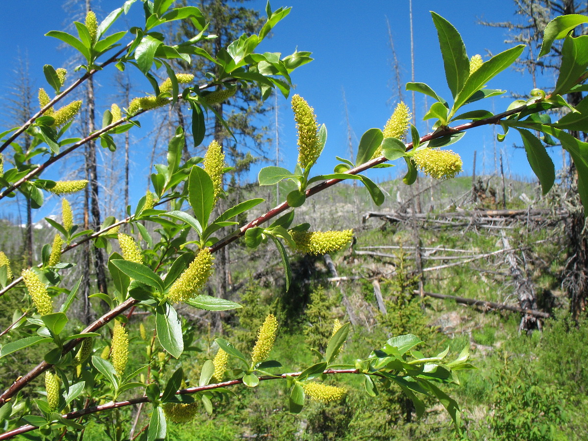 Image of Salix rhamnifolia specimen.