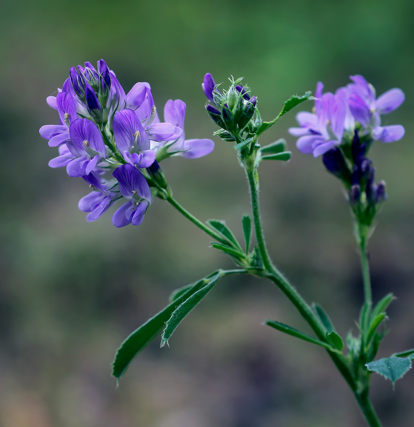 Изображение особи Medicago sativa.