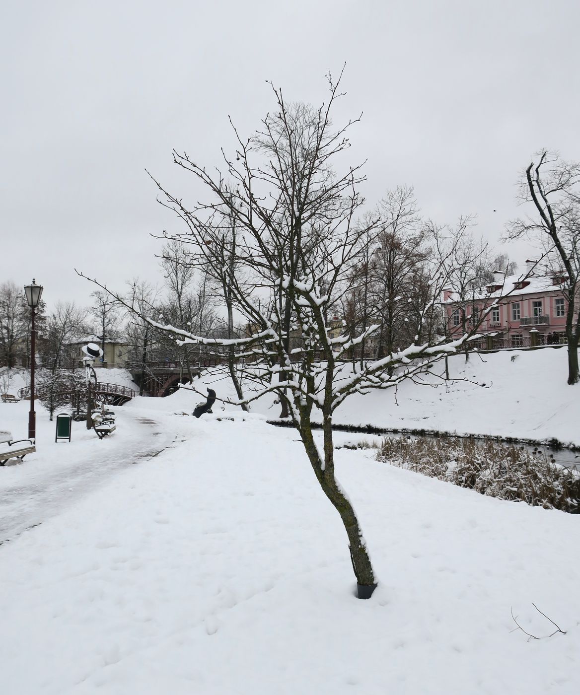 Image of Sorbus intermedia specimen.