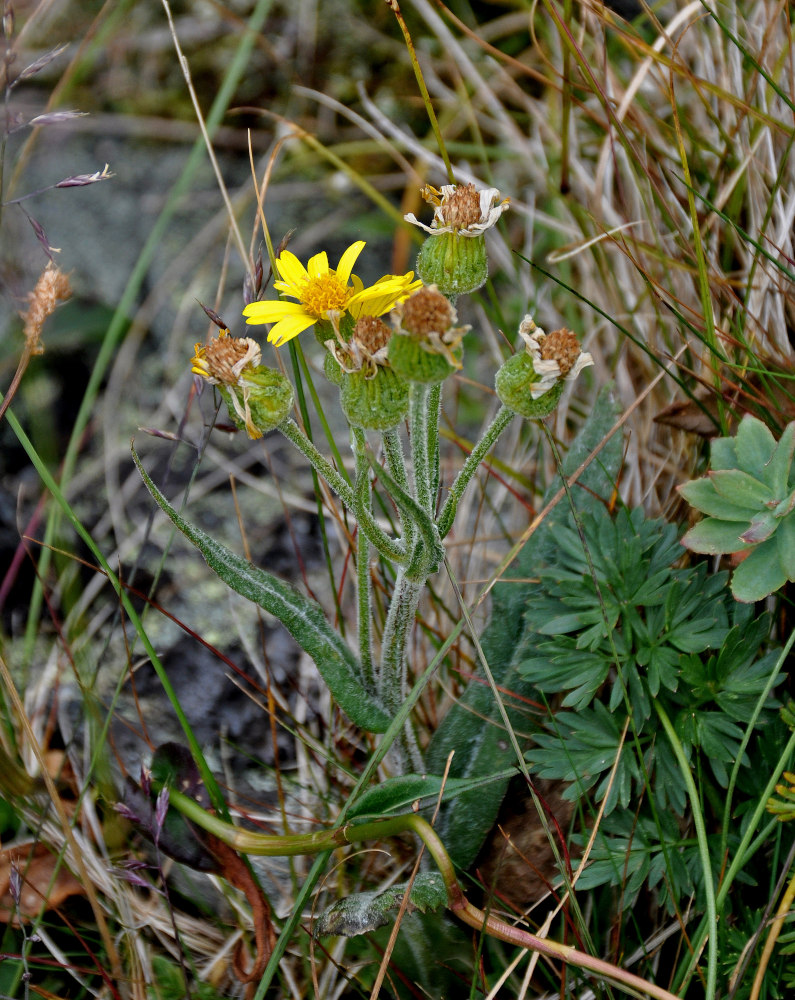 Изображение особи Tephroseris integrifolia.