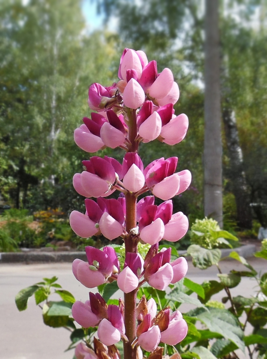 Изображение особи Lupinus &times; regalis.