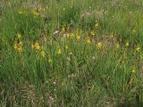 Narthecium ossifragum. Цветущие растения в сообществе с Erica tetralix. Нидерланды, провинция Drenthe, окр. населённого пункта Donderen, окраина частично осушенного верхового болота. 29 июня 2008 г.