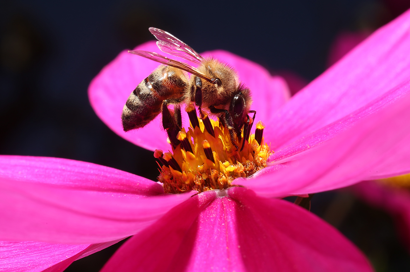 Изображение особи Cosmos bipinnatus.