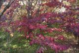 Parrotia persica