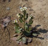 Cochlearia officinalis