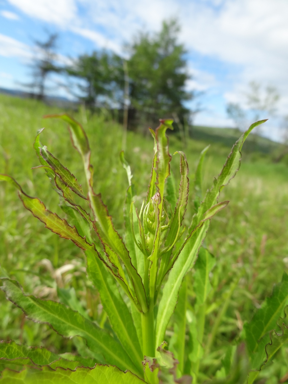 Изображение особи Adenophora verticillata.