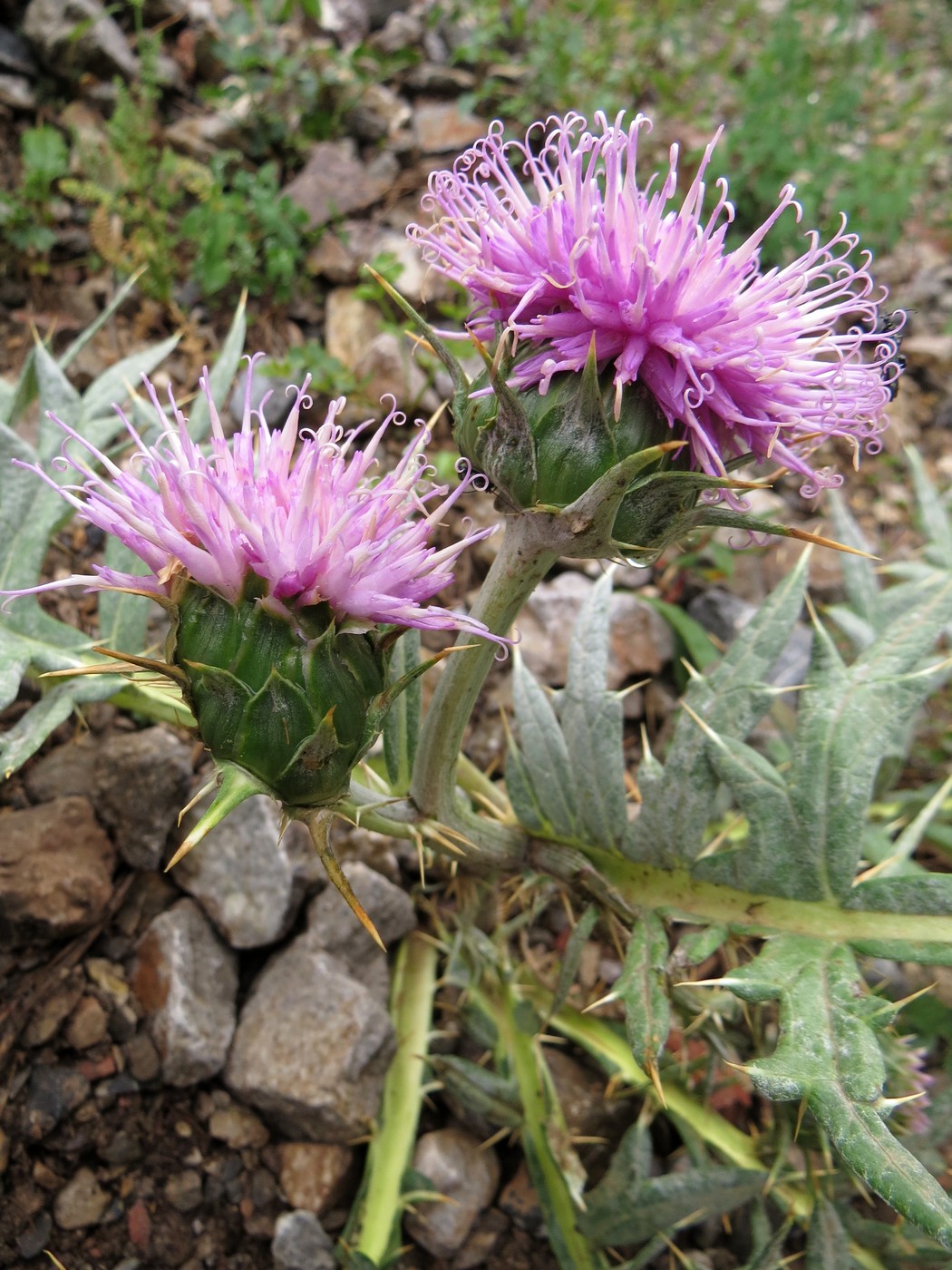 Изображение особи Hypacanthium echinopifolium.