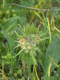 Pedicularis wilhelmsiana