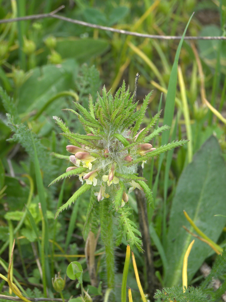 Image of Pedicularis wilhelmsiana specimen.