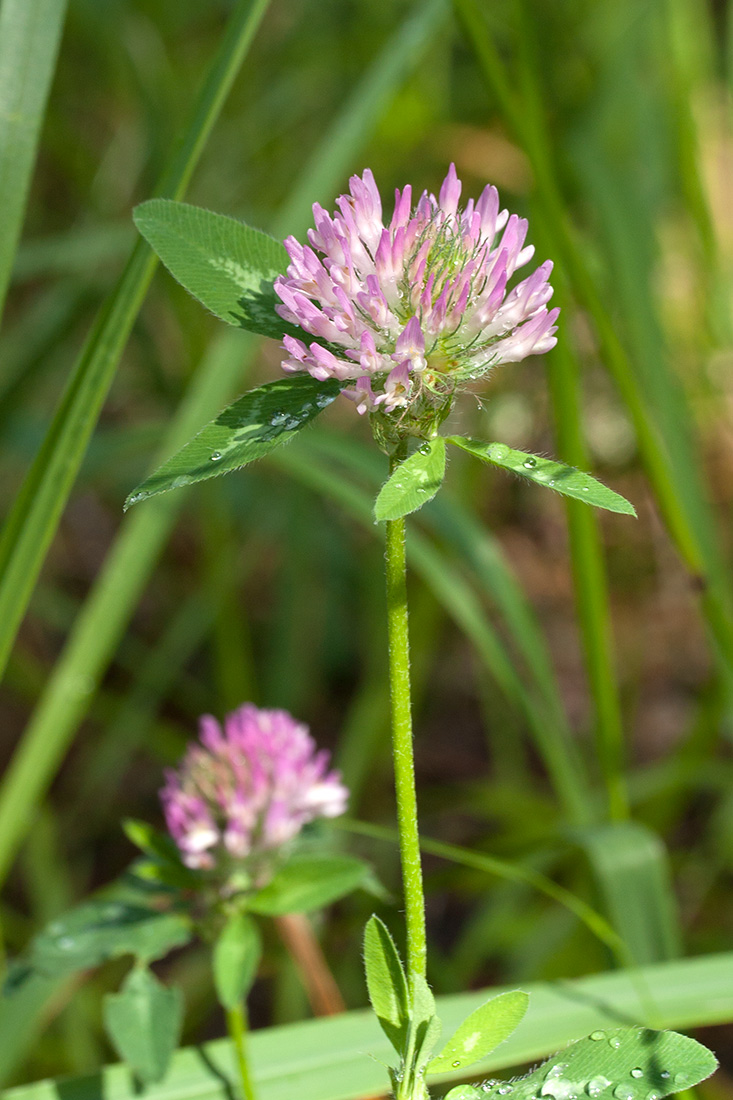 Изображение особи Trifolium pratense.