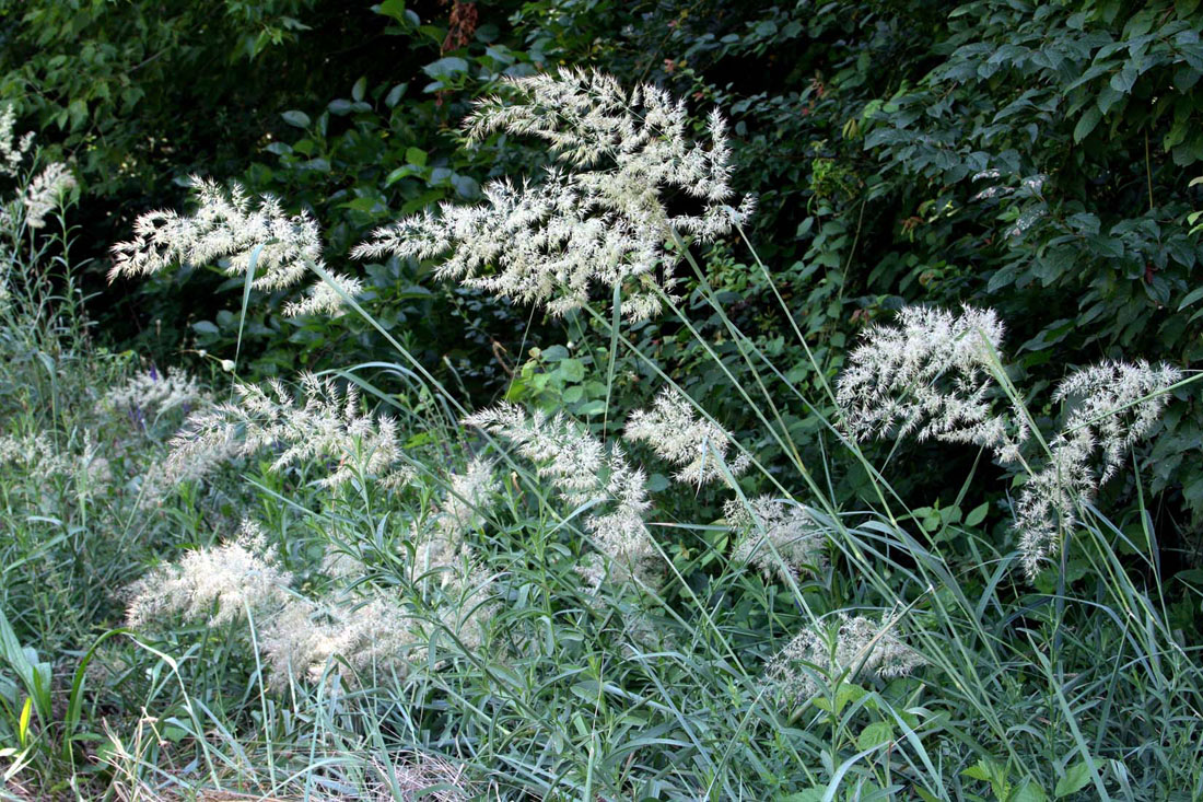 Изображение особи Calamagrostis epigeios.