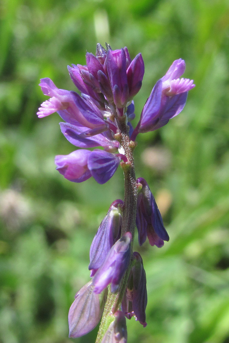 Изображение особи Polygala comosa.