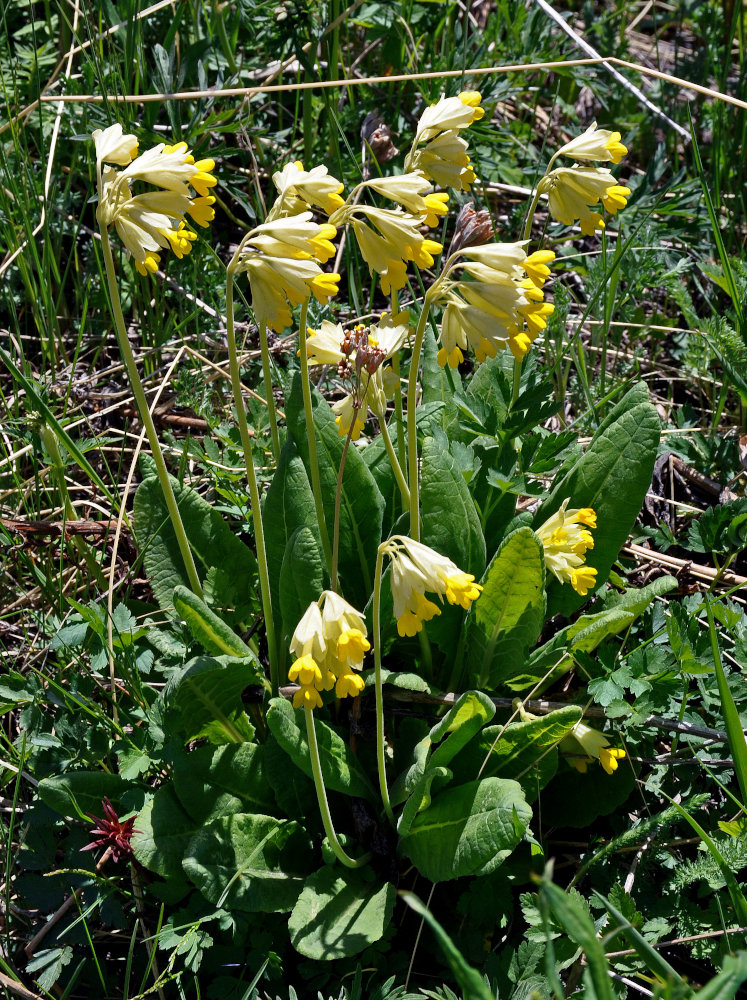 Image of Primula macrocalyx specimen.