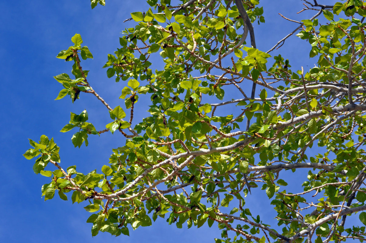 Image of Populus laurifolia specimen.