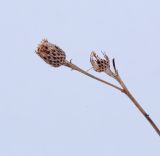 Centaurea phrygia