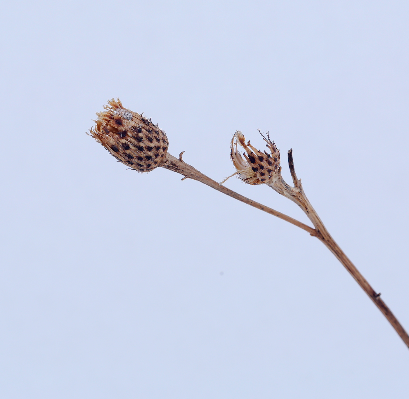 Image of Centaurea phrygia specimen.