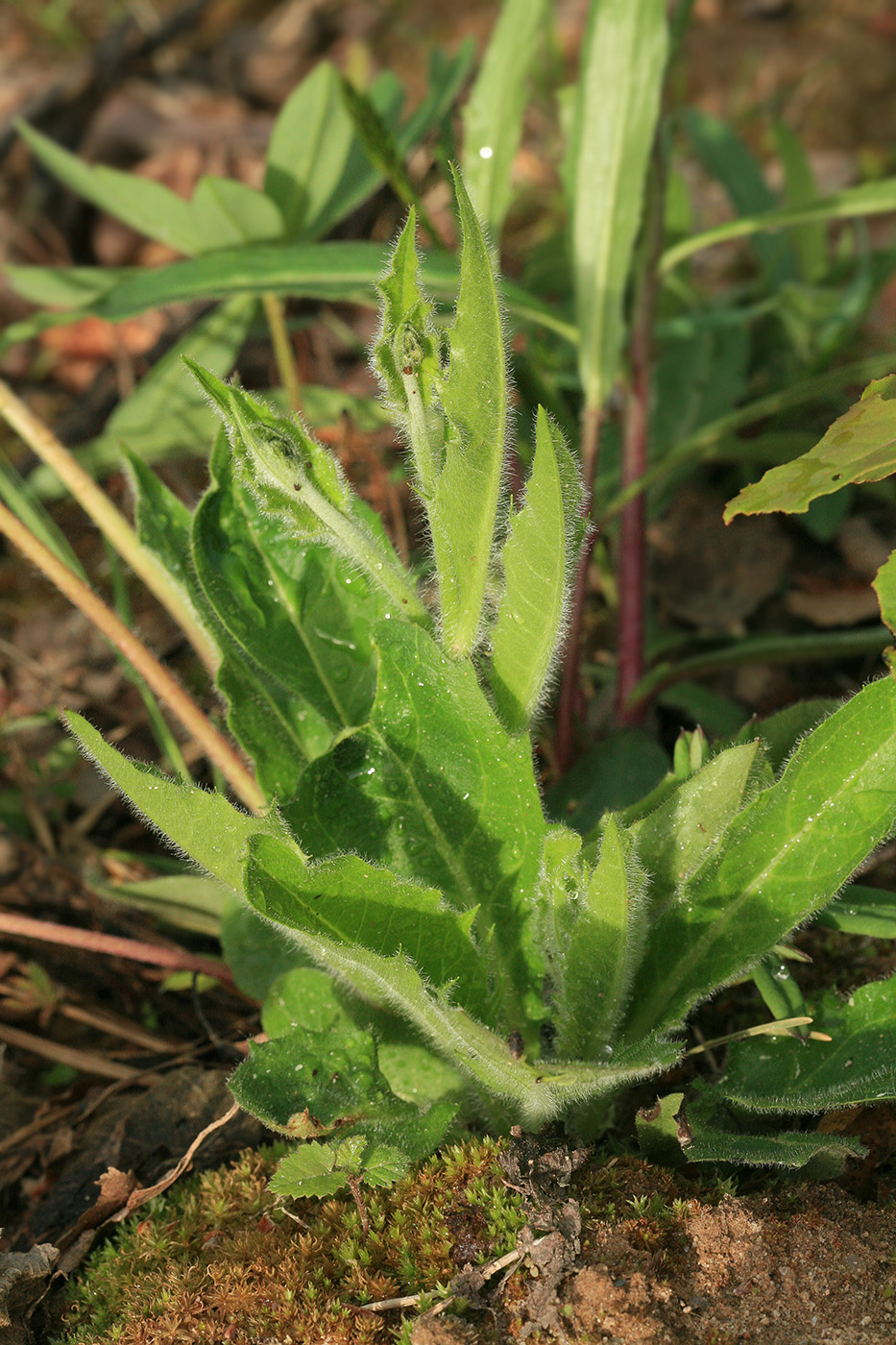 Изображение особи род Hieracium.