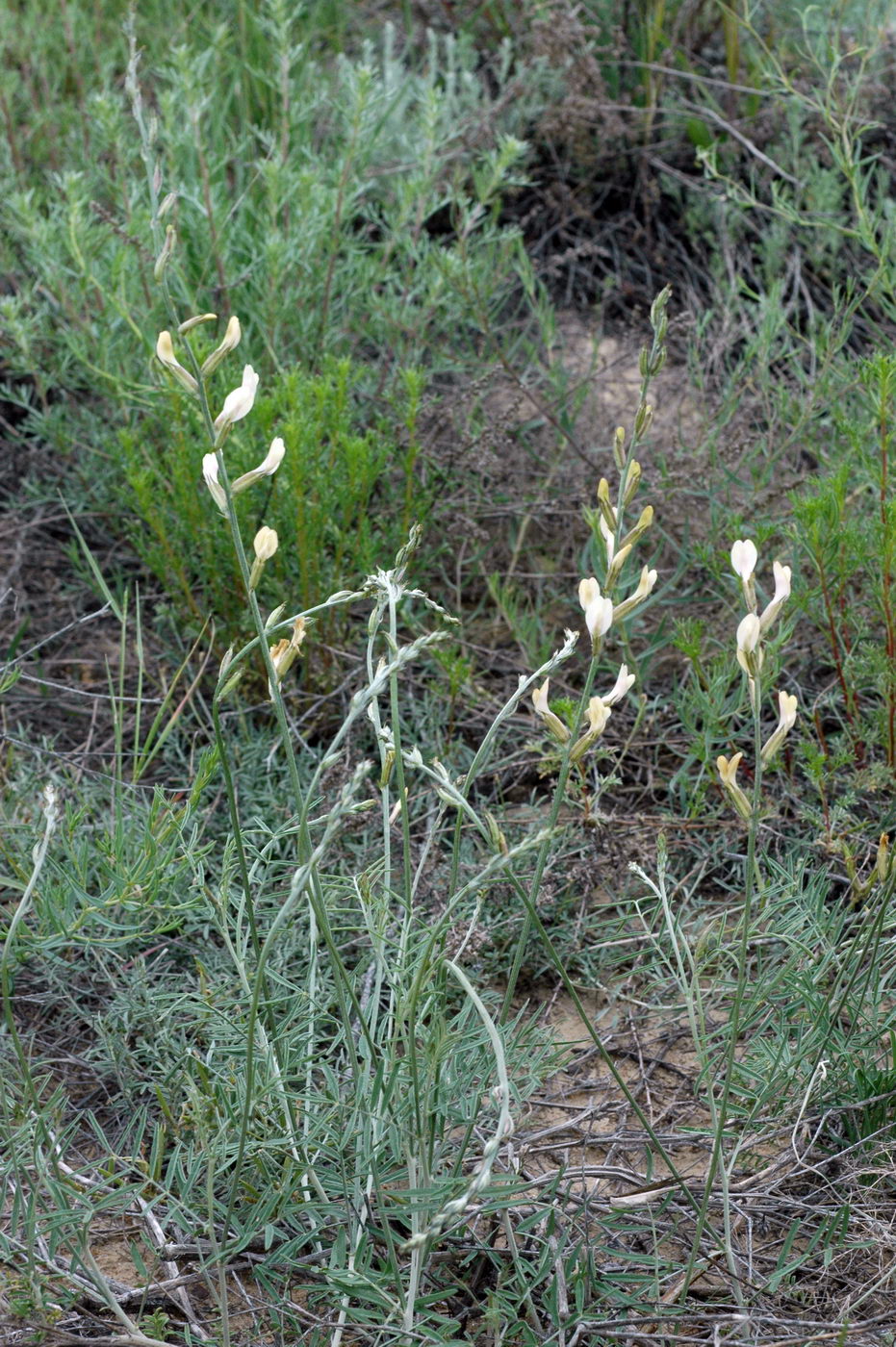 Изображение особи Astragalus kustanaicus.