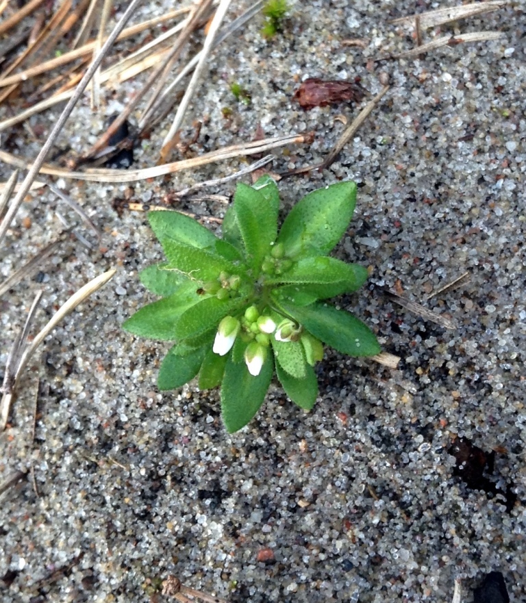 Image of Erophila verna specimen.