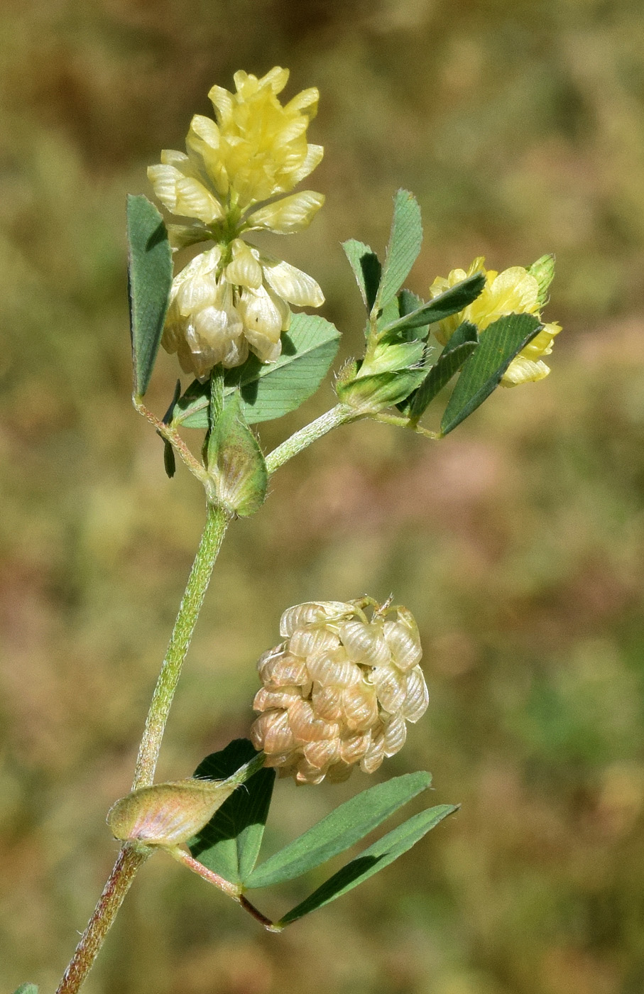 Image of Trifolium campestre specimen.