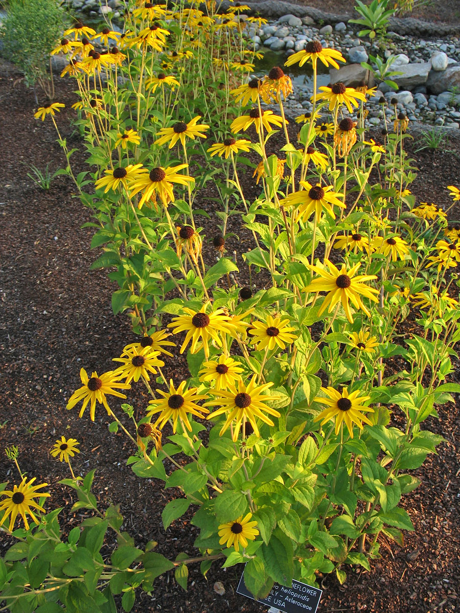 Image of Rudbeckia heliopsidis specimen.