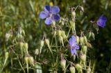 Geranium transbaicalicum