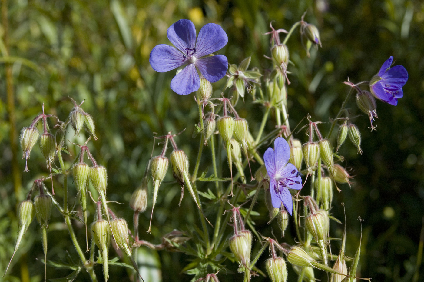 Изображение особи Geranium transbaicalicum.