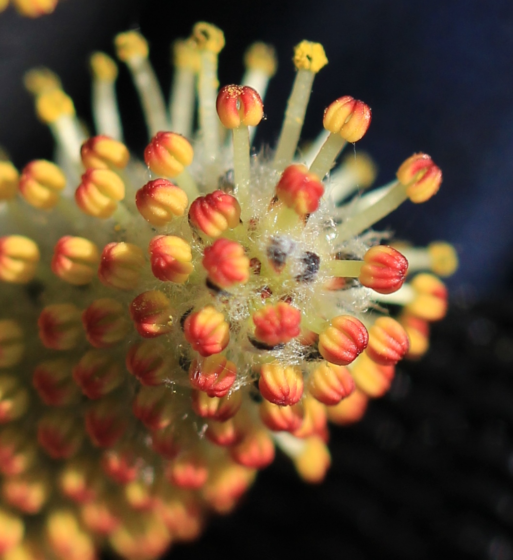 Image of Salix miyabeana specimen.