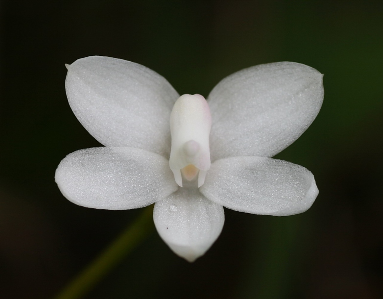 Image of Thrixspermum amplexicaule specimen.