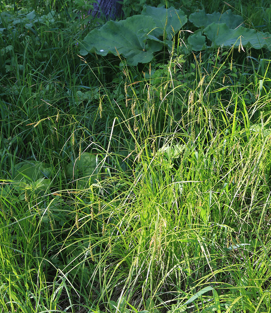 Изображение особи Carex arnellii.