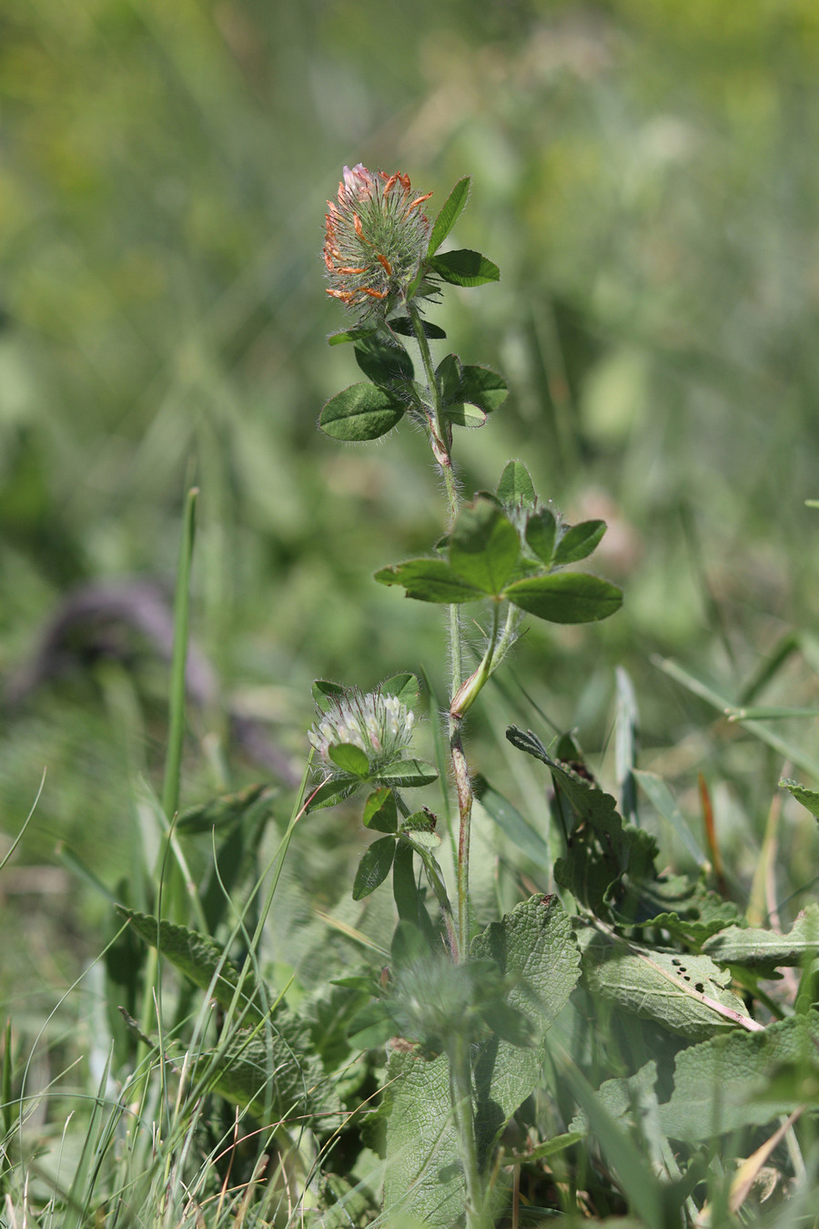 Изображение особи Trifolium diffusum.