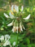 Trifolium repens