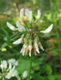 Trifolium repens