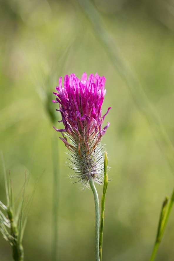Image of Trifolium purpureum specimen.