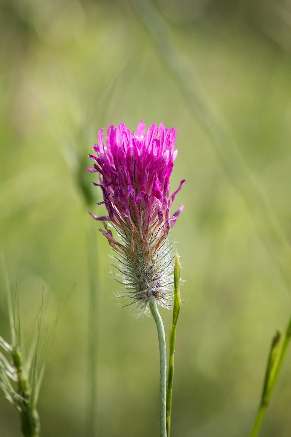 Изображение особи Trifolium purpureum.