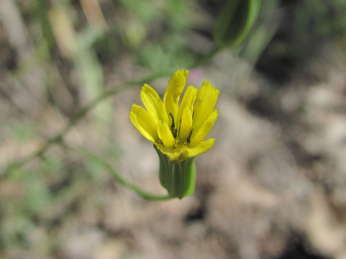 Изображение особи Crepis pulchra.