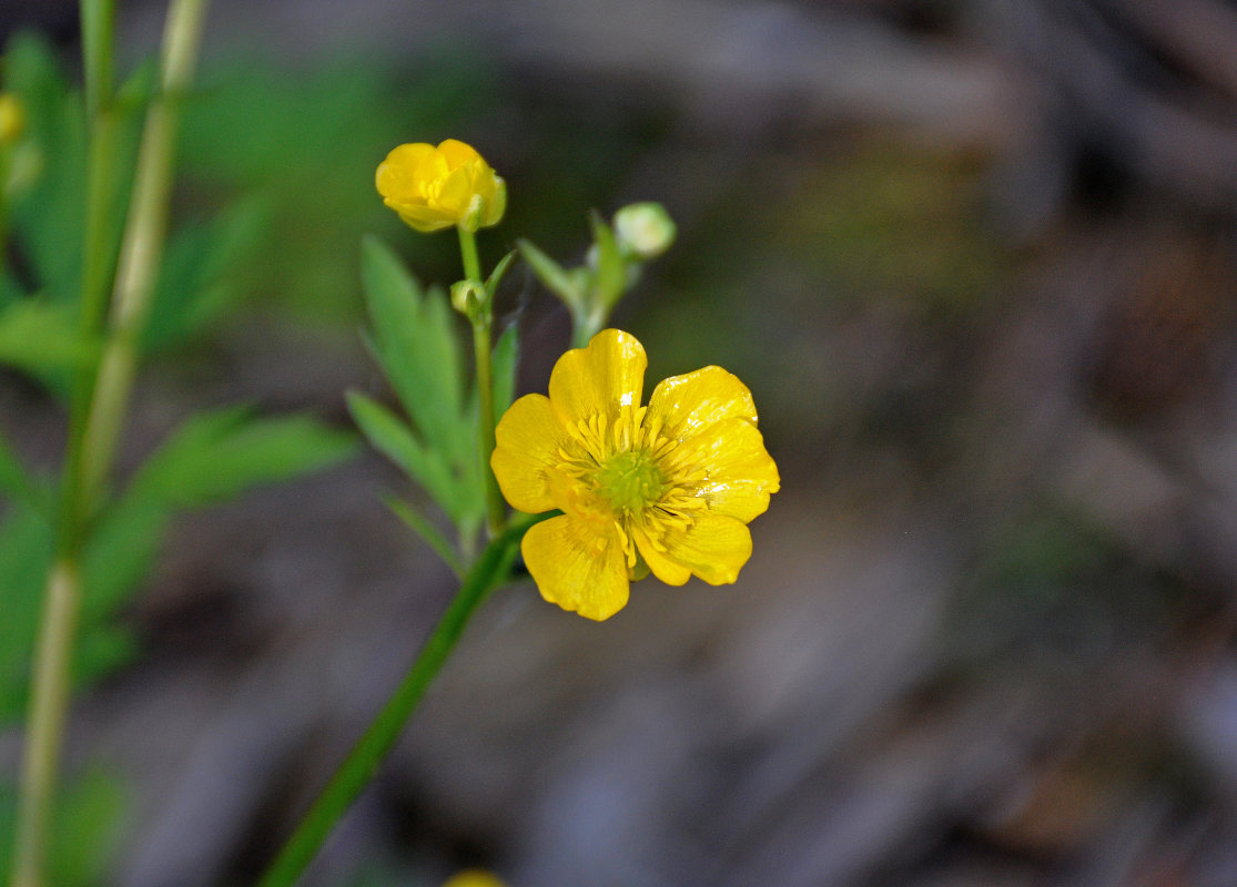 Изображение особи Ranunculus repens.