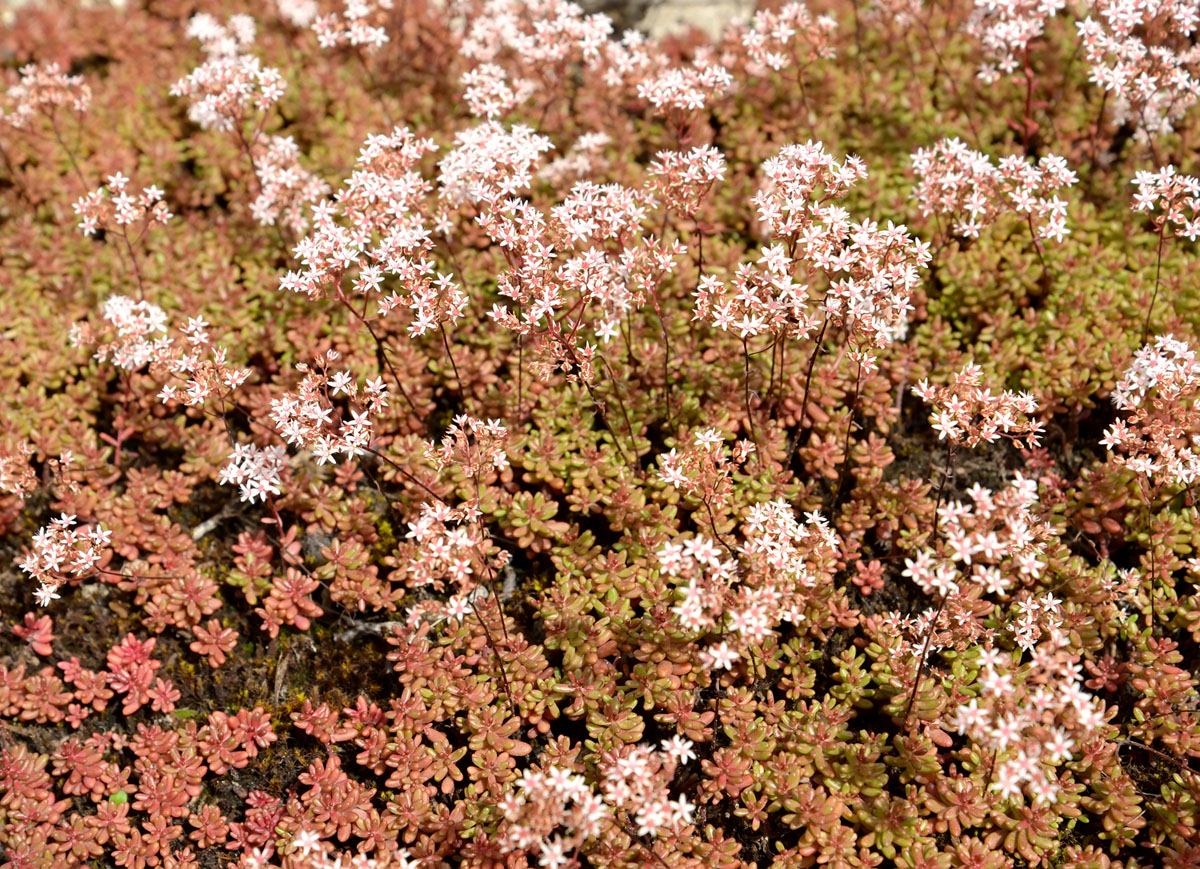 Изображение особи Sedum album.