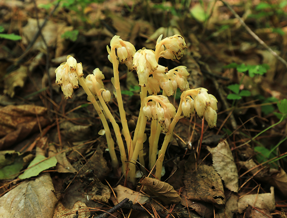 Image of Hypopitys monotropa specimen.