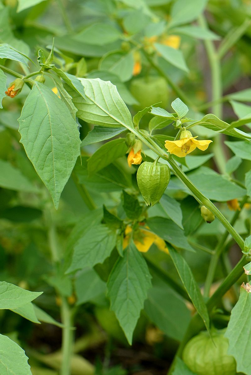 Изображение особи Physalis ixocarpa.